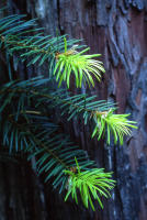 © All photographs copyright Timothy Floyd