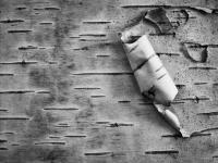 © All photographs copyright Timothy Floyd