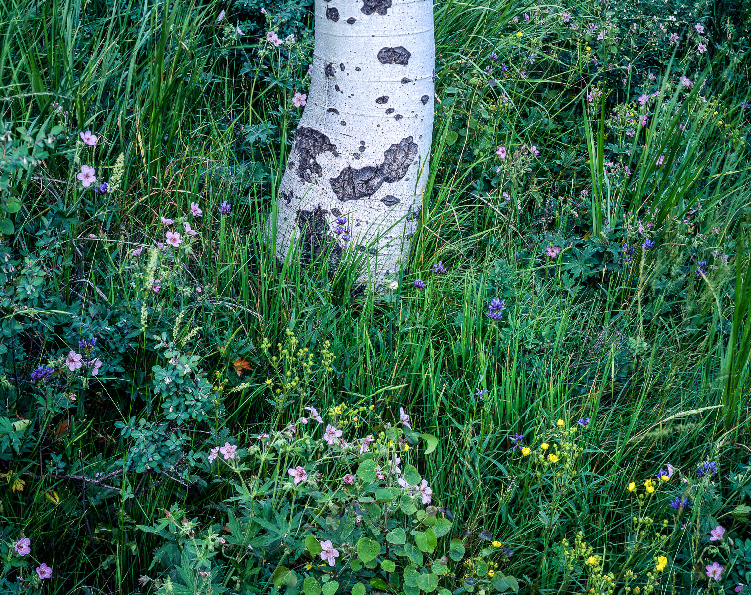 Pine Trunk and Wildflowers