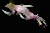 © All photographs copyright Timothy Floyd