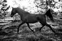 © All photographs copyright Timothy Floyd