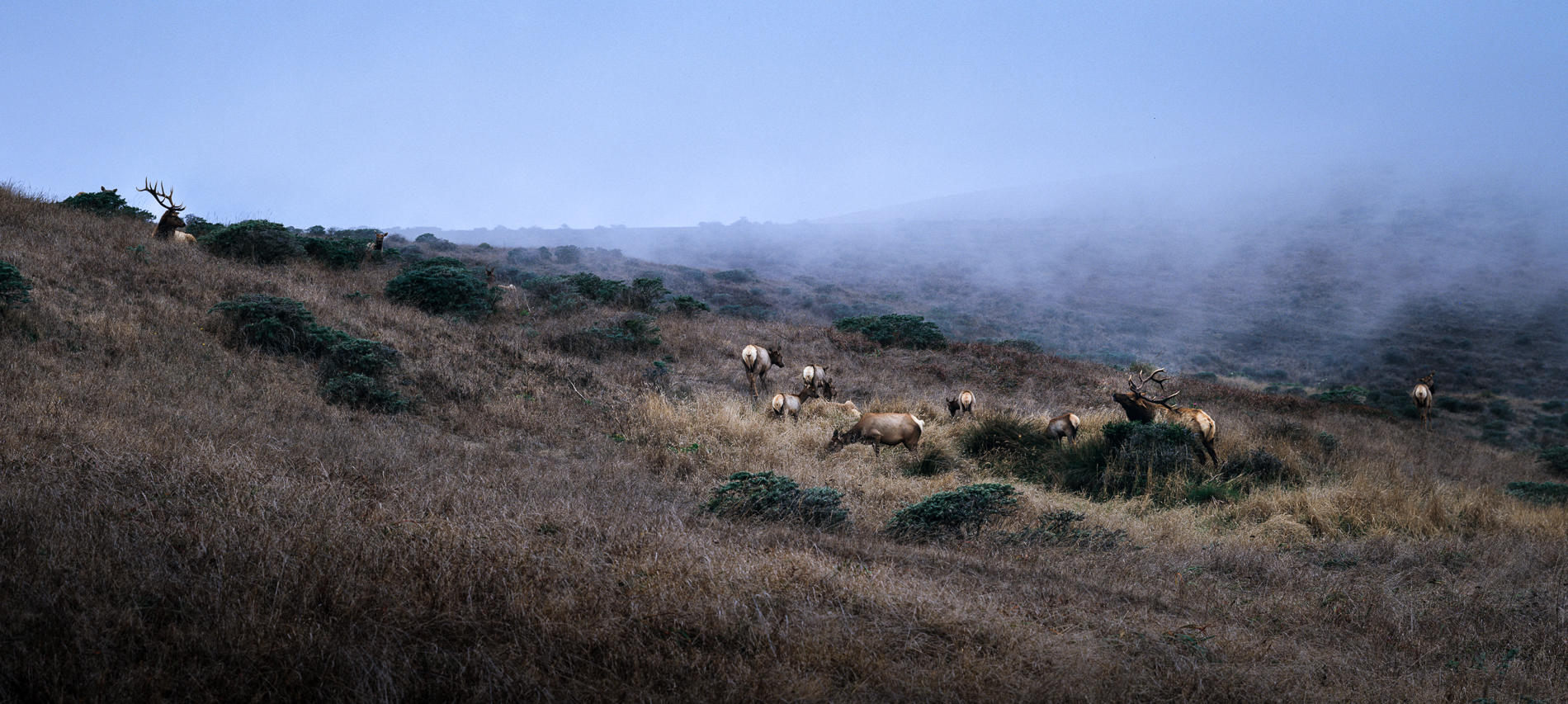 Tule Elk in Rut, Point Reyes National Seashore, California (4x5 view camera)