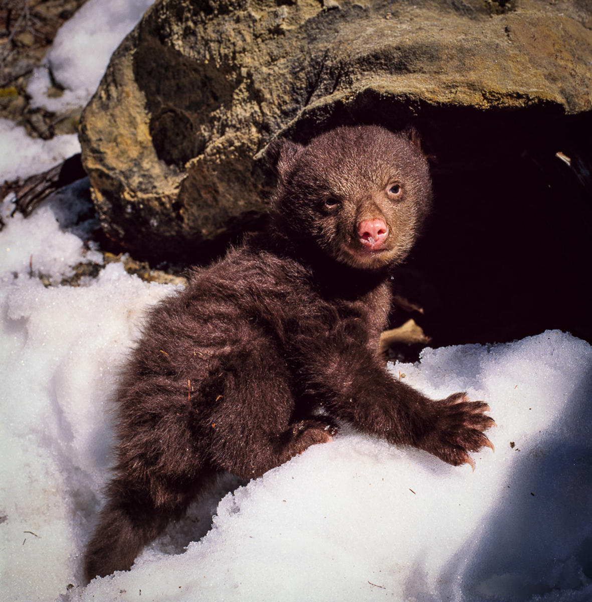 Black Bear Cub Outside Den, Kaibab Plateau