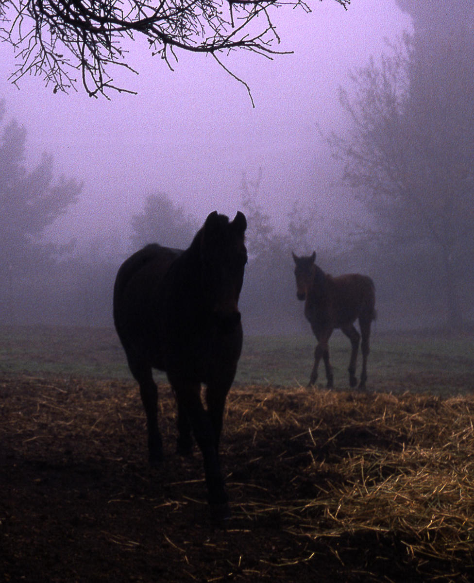 Horses in the Mist