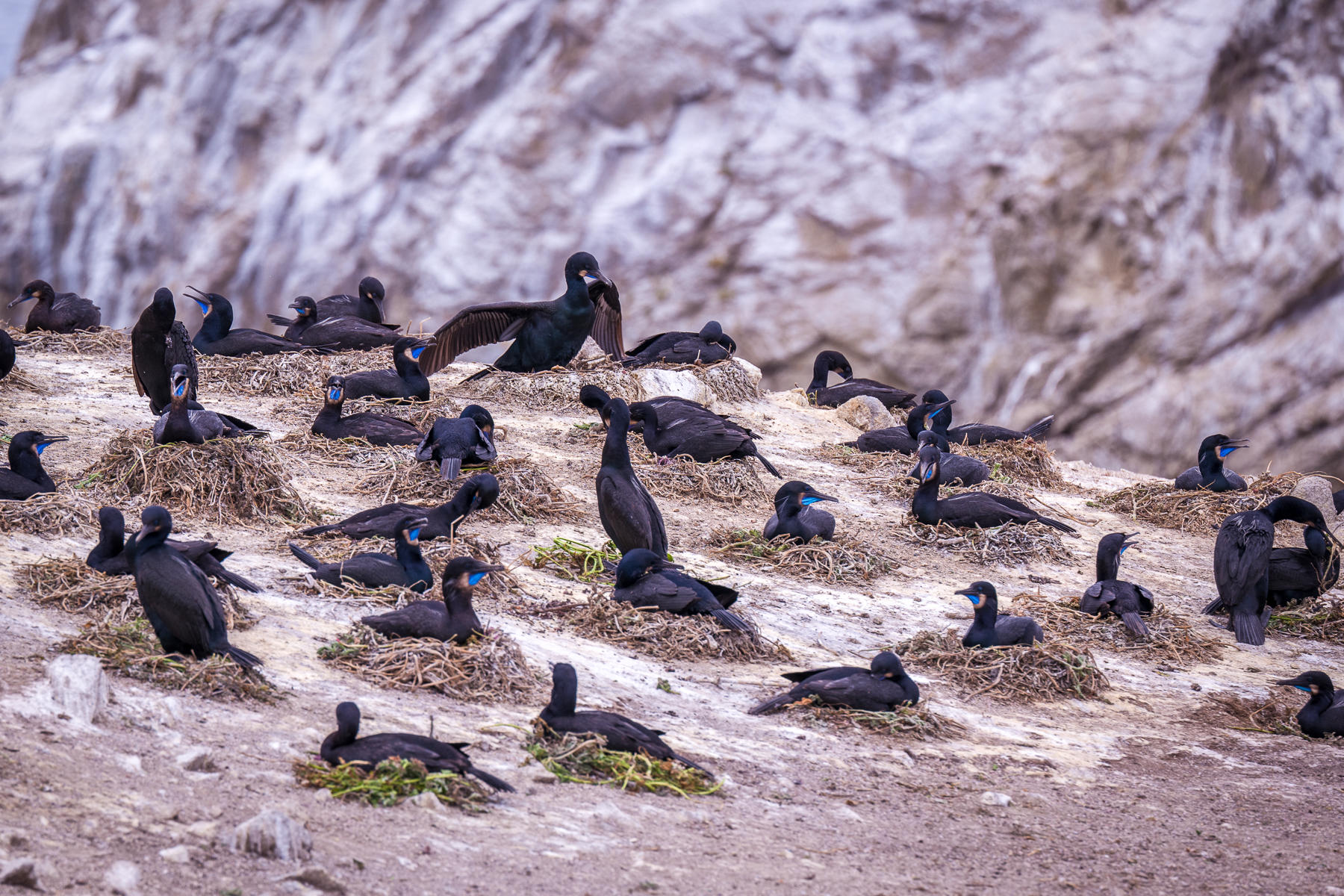 Nesting Cormorants, Point Lobos, California