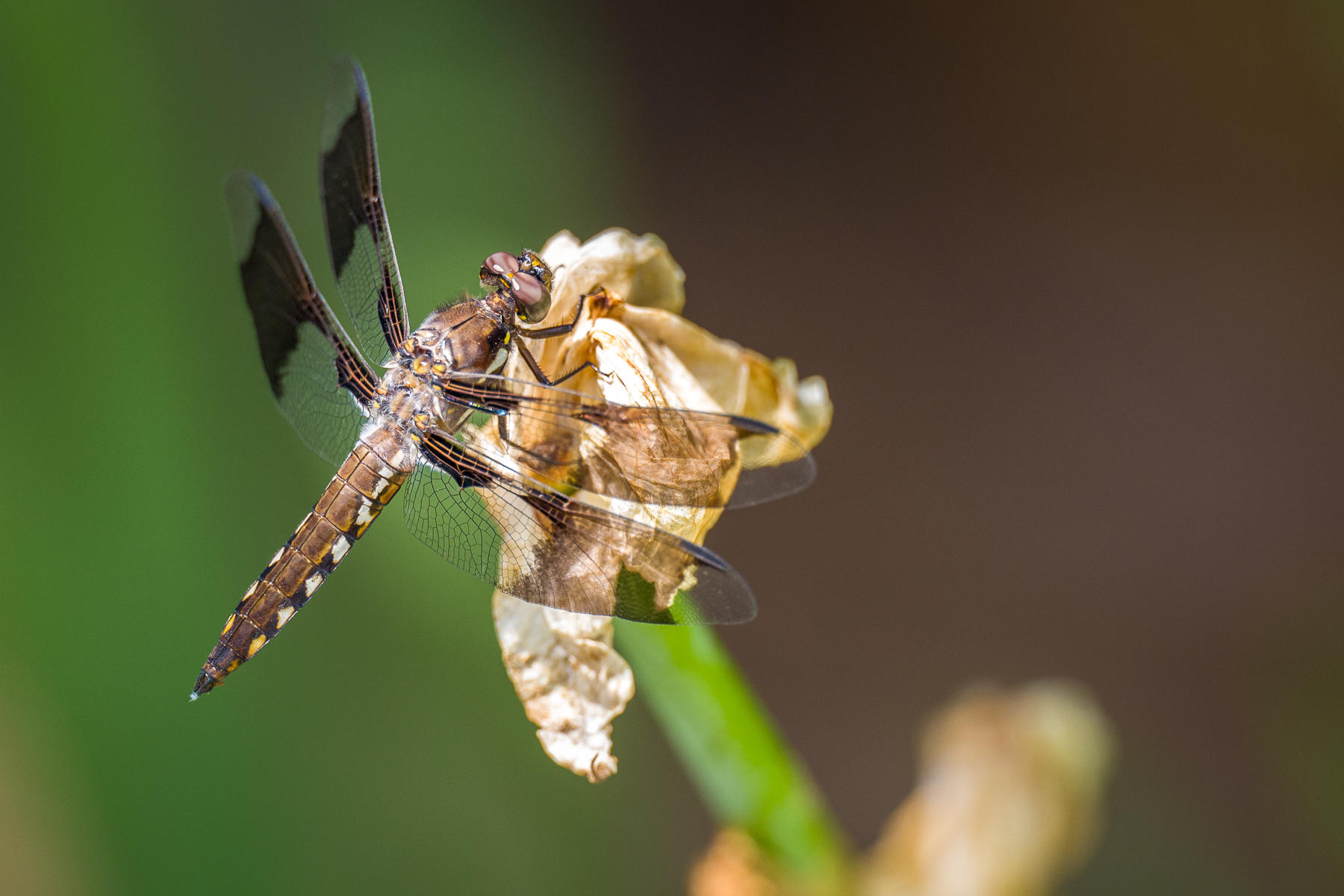 Dragonfly