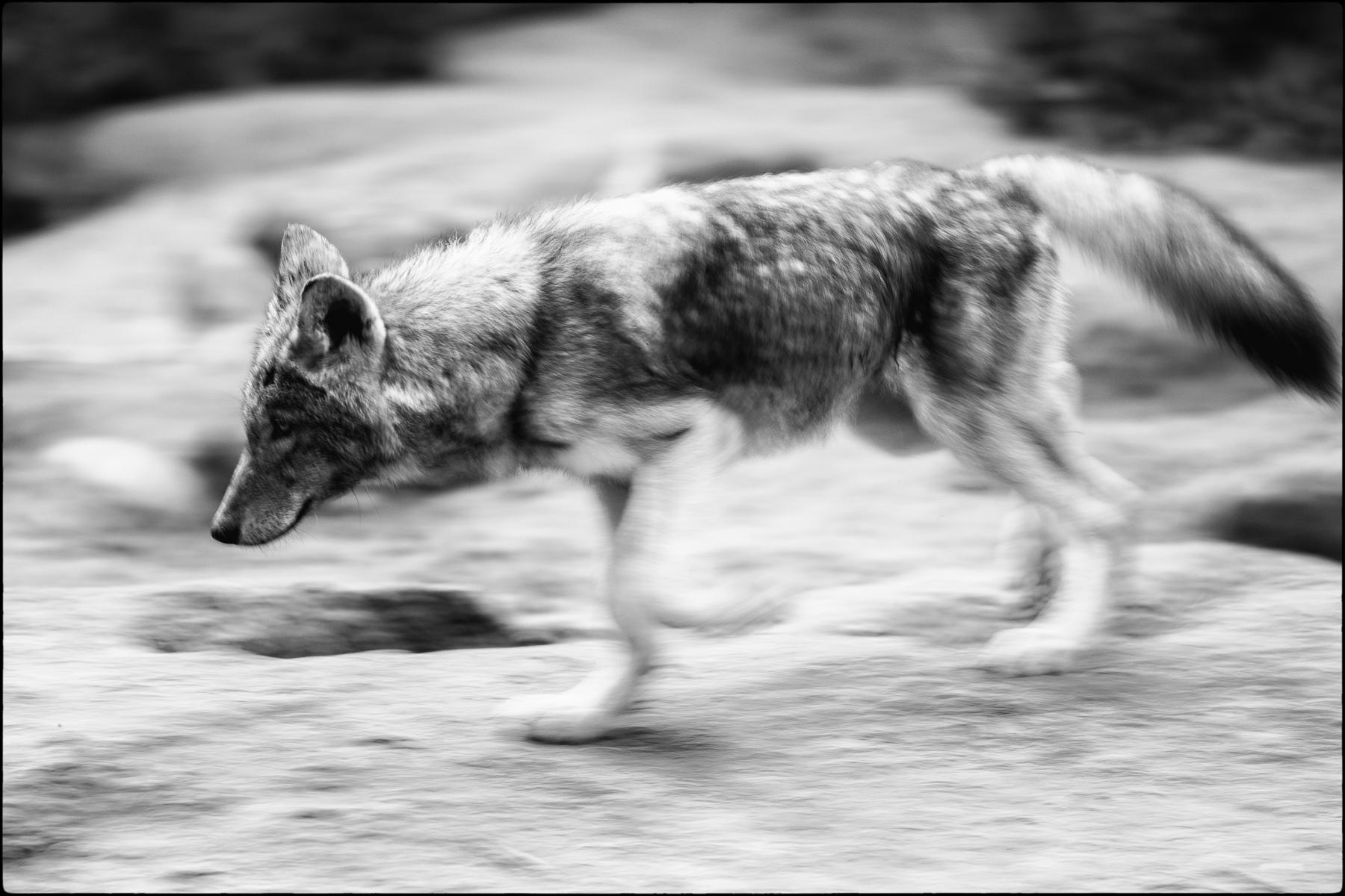 Gray Wolf, Wildlife Science Center, Minnesota