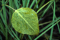 © All photographs copyright Timothy Floyd