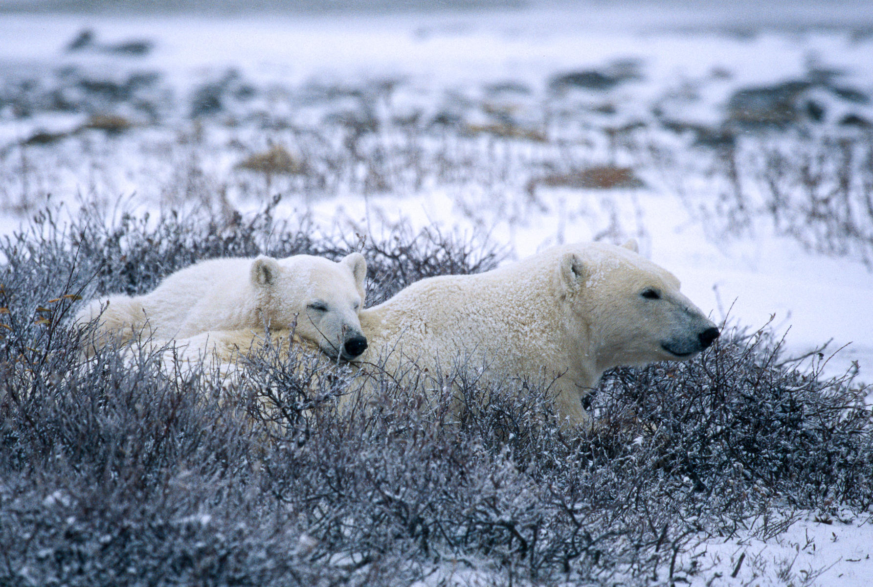 Mother and Two Year Old Cub