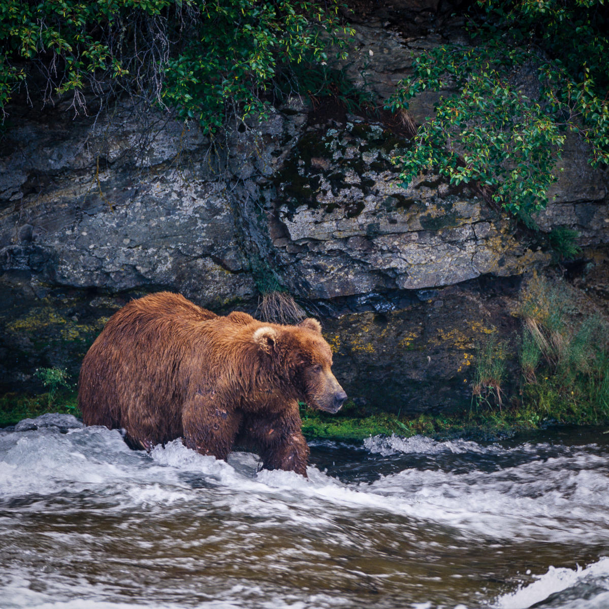 Reticent, Katmai National Park, Alaska