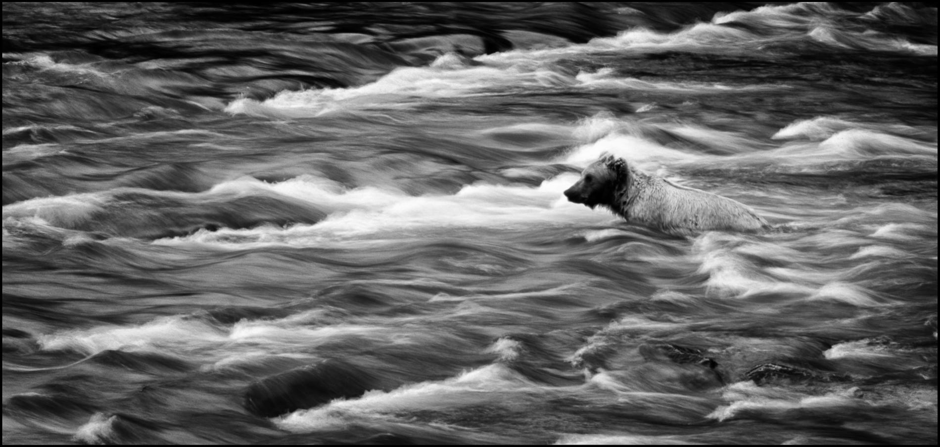 Brown Bear, Brooks River, Katmai National Park, Alaska