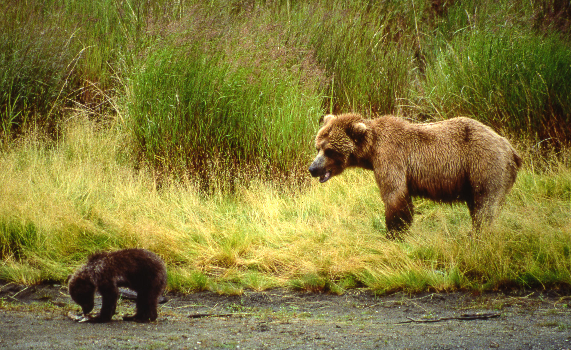 Mother and Cub of the Year, Katmai National Park, Alaska