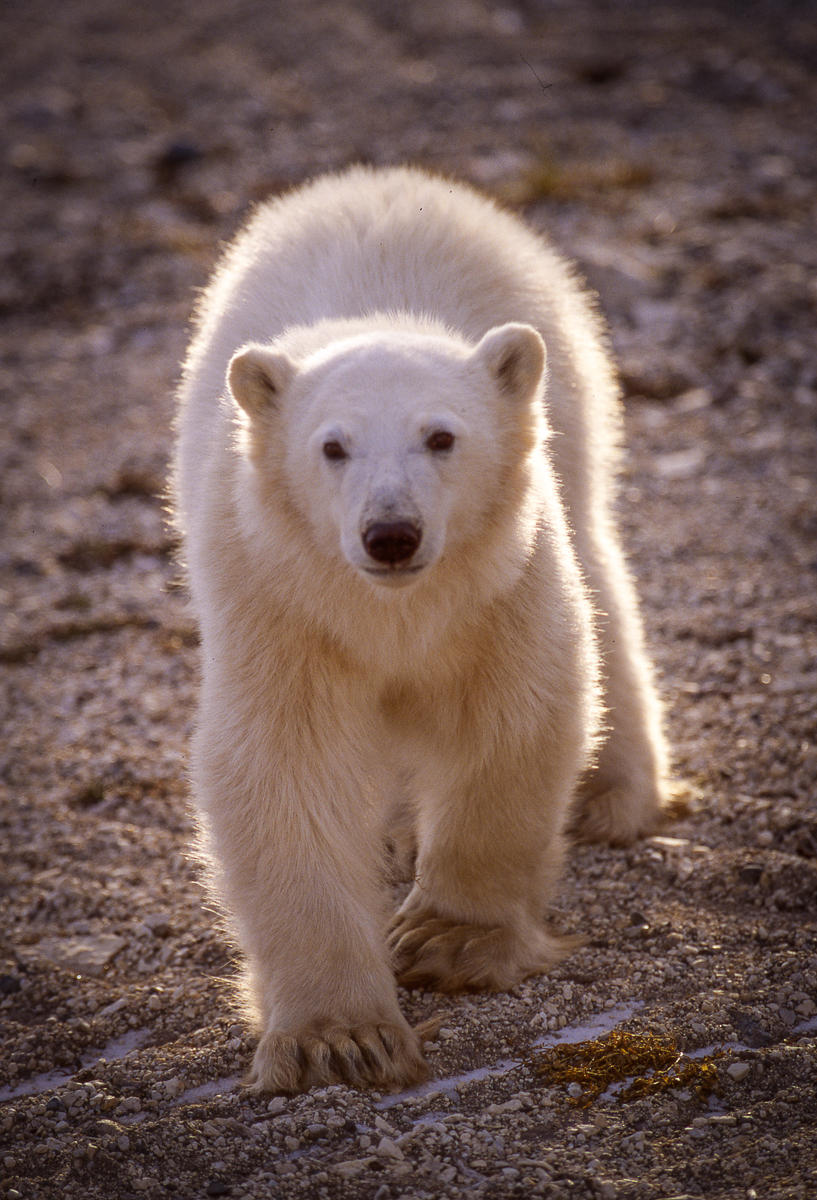 Two-Year Old Polar Bear Cub