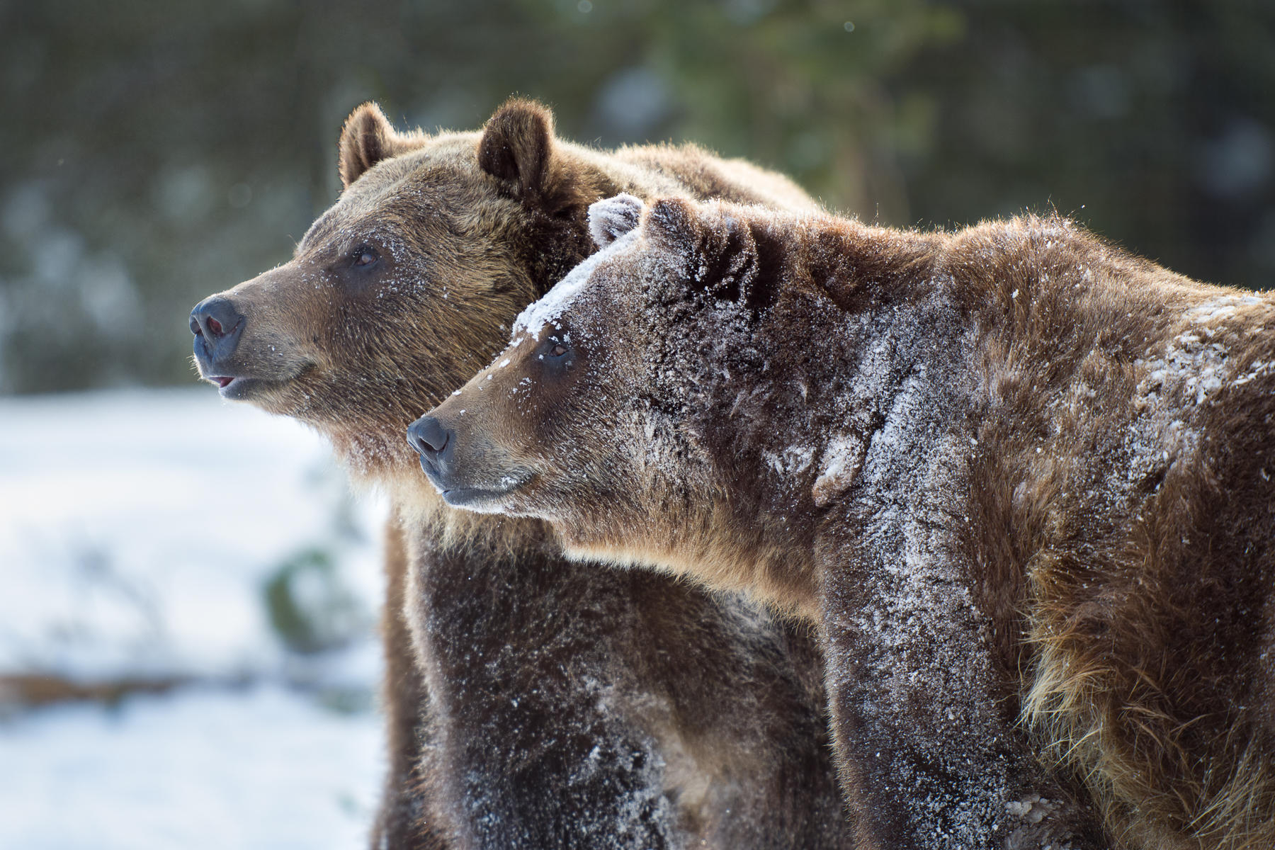 Male and Female Brown Bears (preserve)