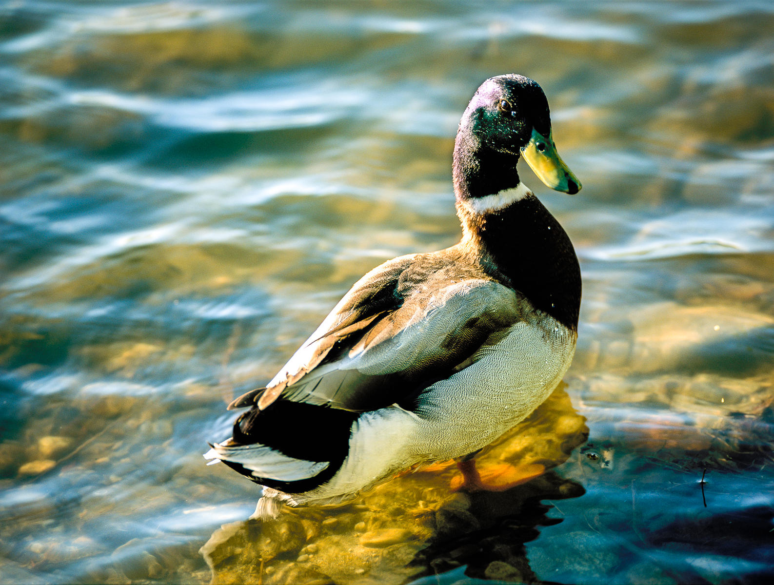 Mallard Drake, Idaho