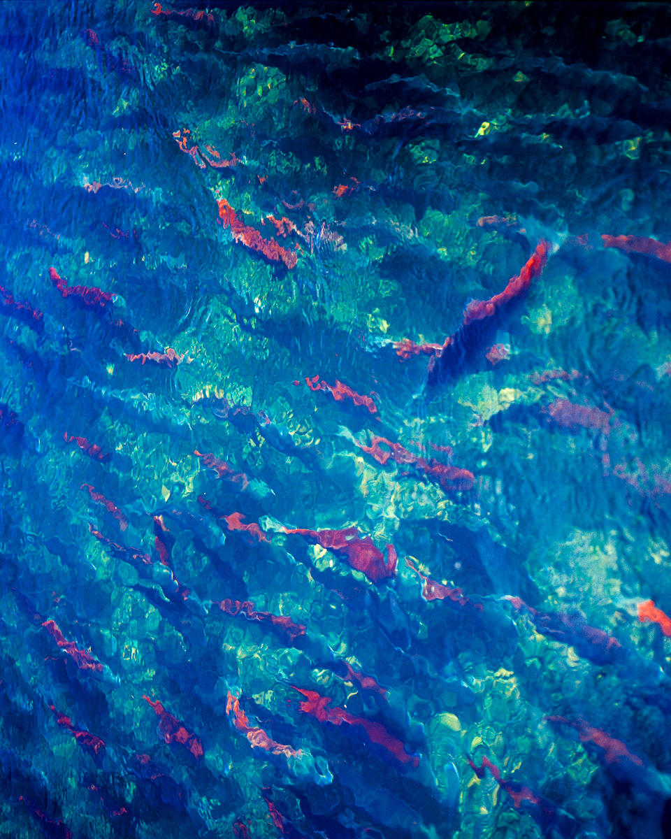 Salmon Spawning, Brooks River, Alaska