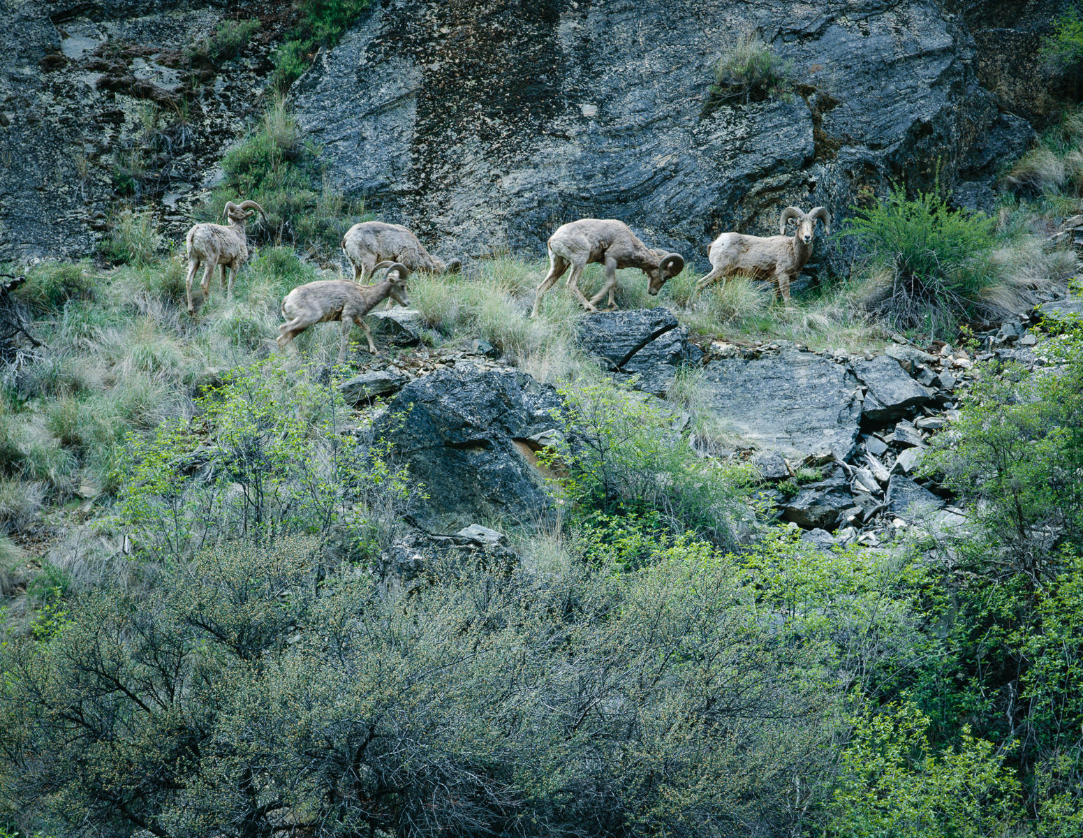 Mountain Goats, Sawtooth Wilderness, Idaho (4x5 view camera)