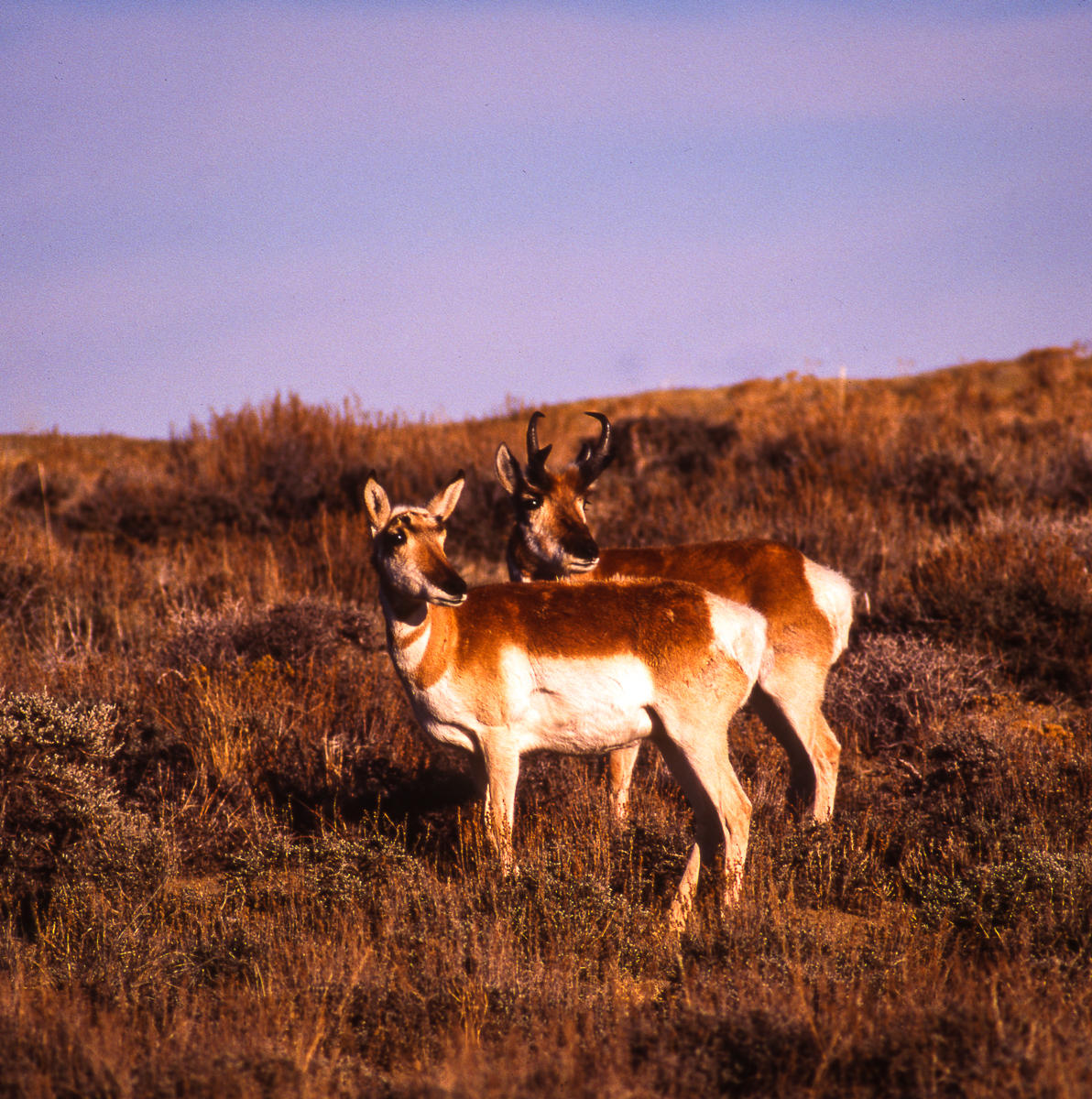 Antelope, Kaibab Plateau, Utah