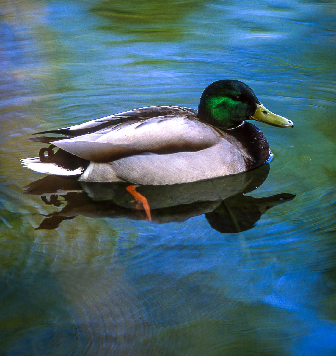 Mallard, Idaho