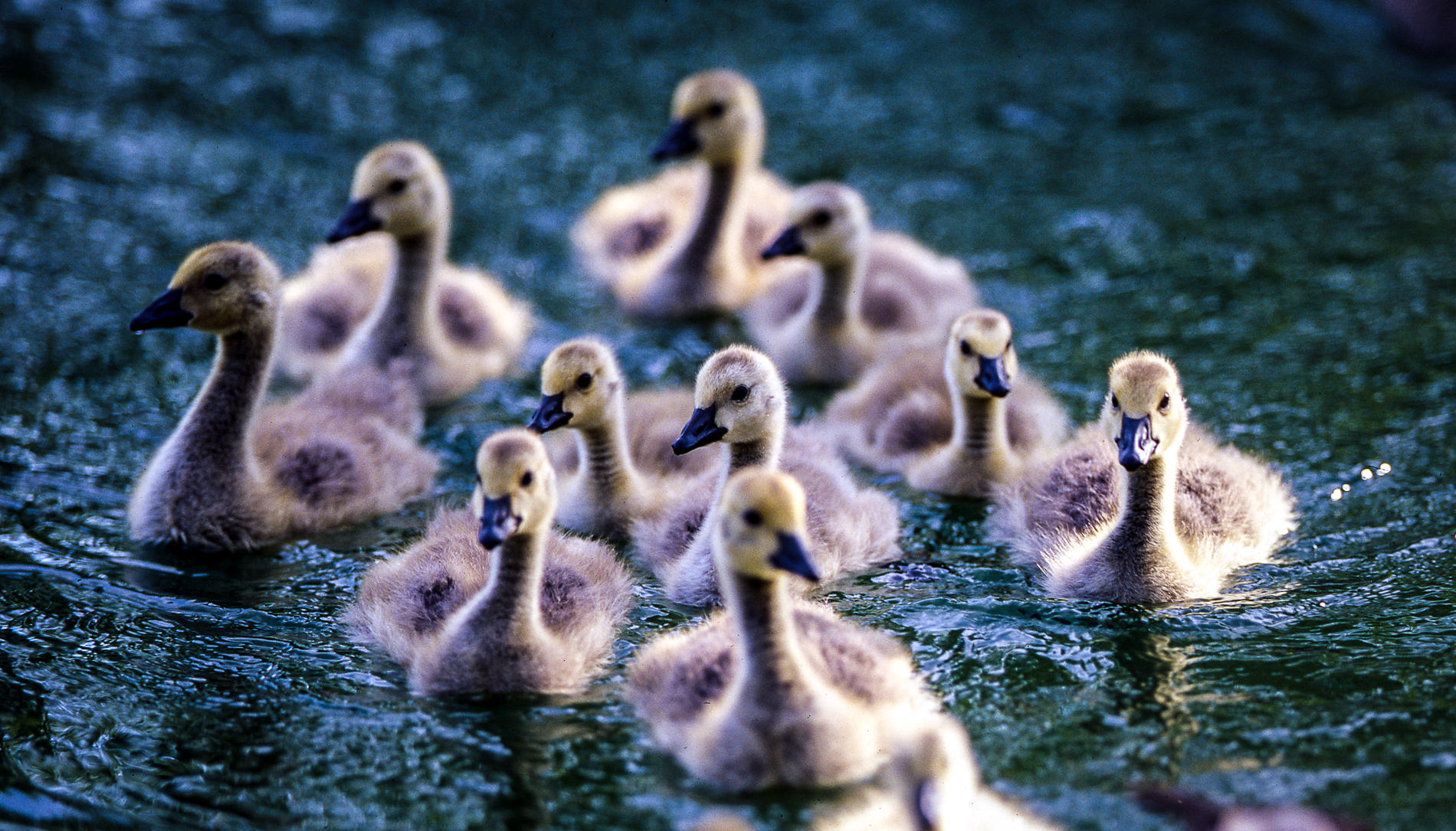 Canadian Goslings, Idaho