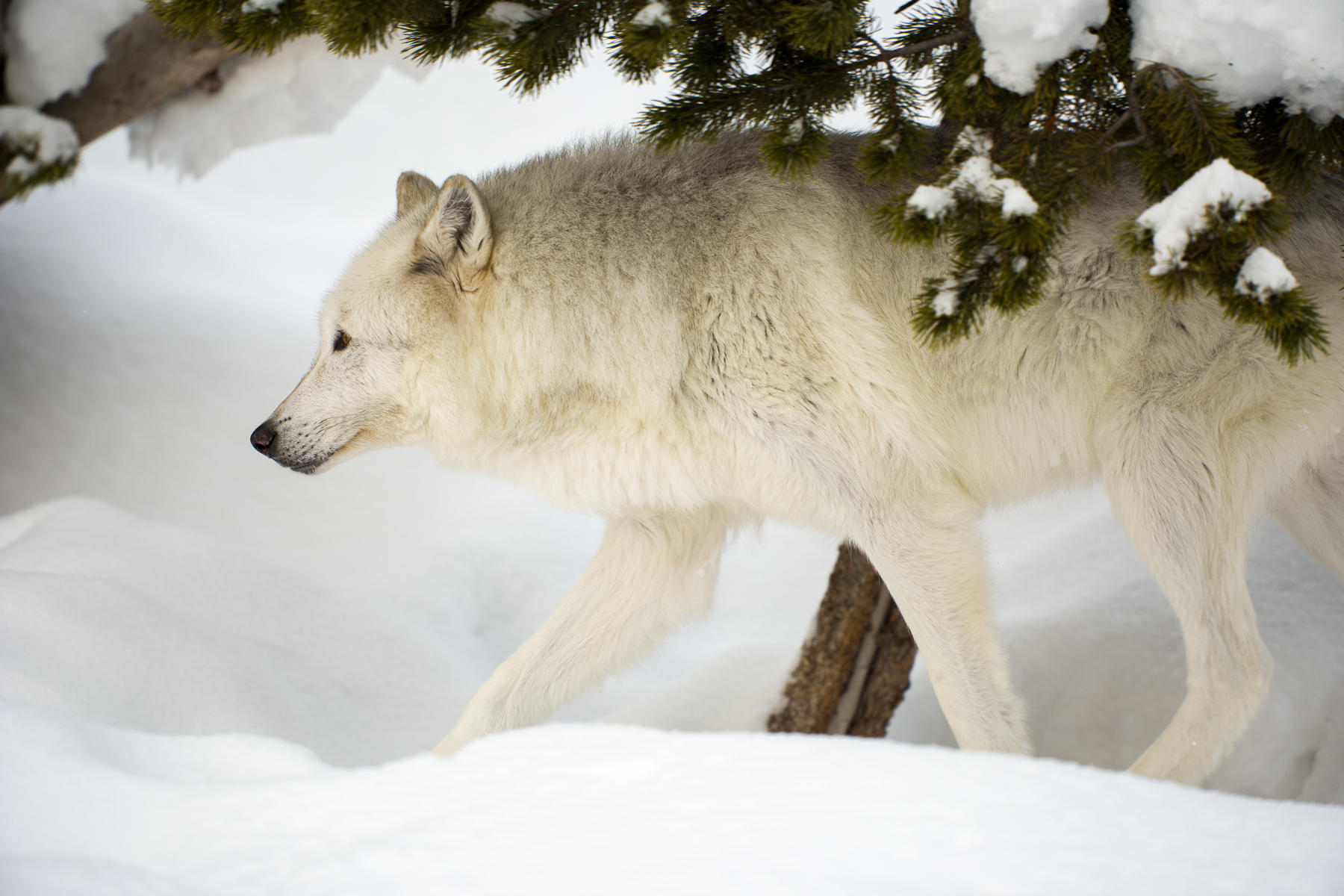 Gray wolf (Canis lupus), Grizzly and Wolf Discovery Center, Montana