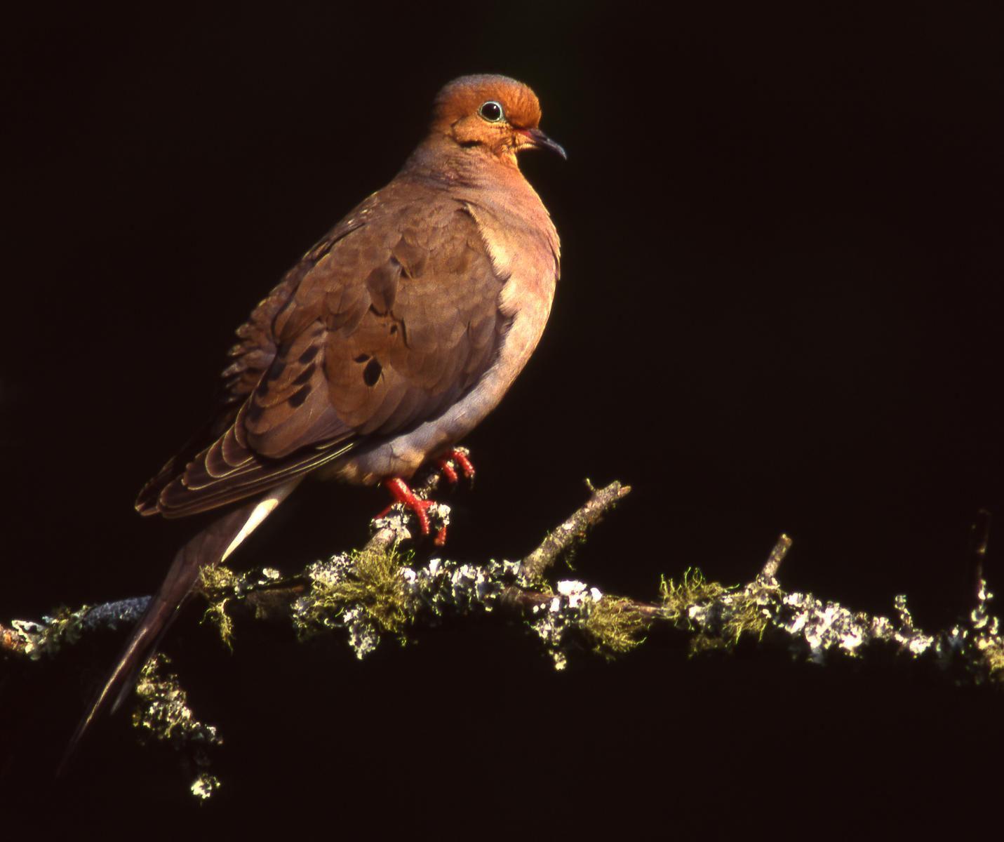 Mourning Dove, South Carolina