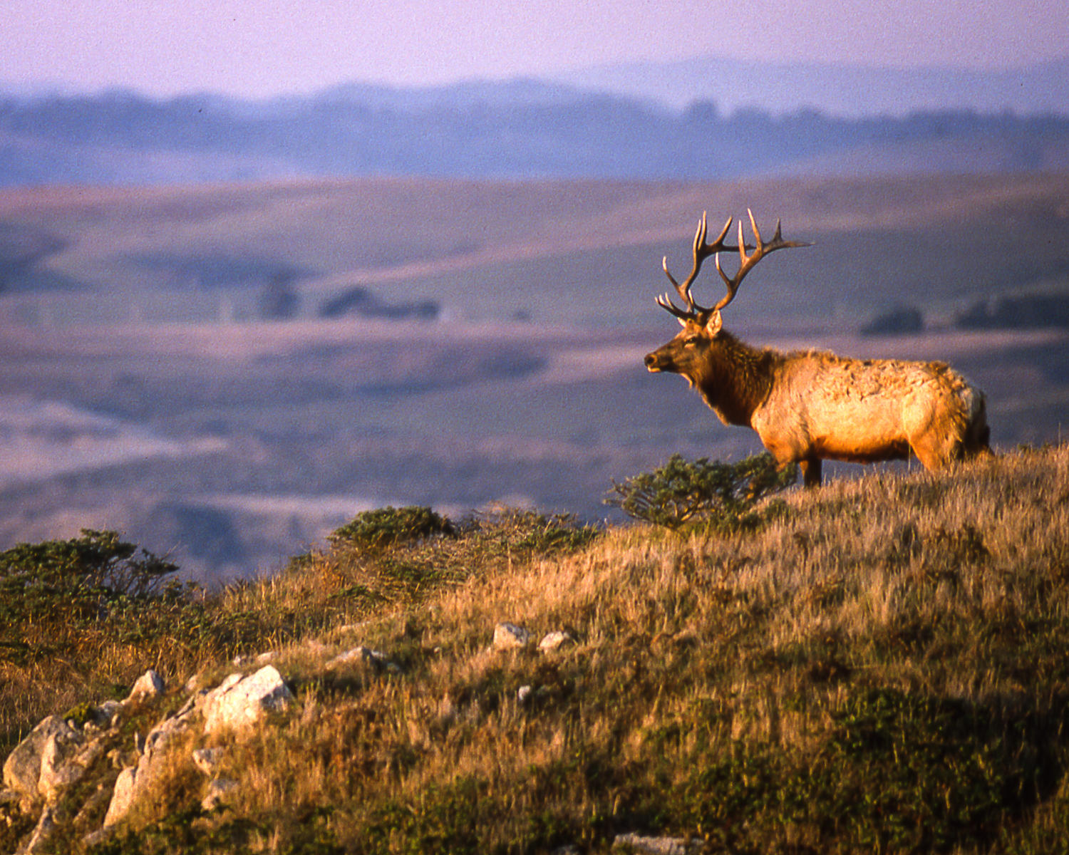 Tule Elk, Point Reyes National Seashore, California