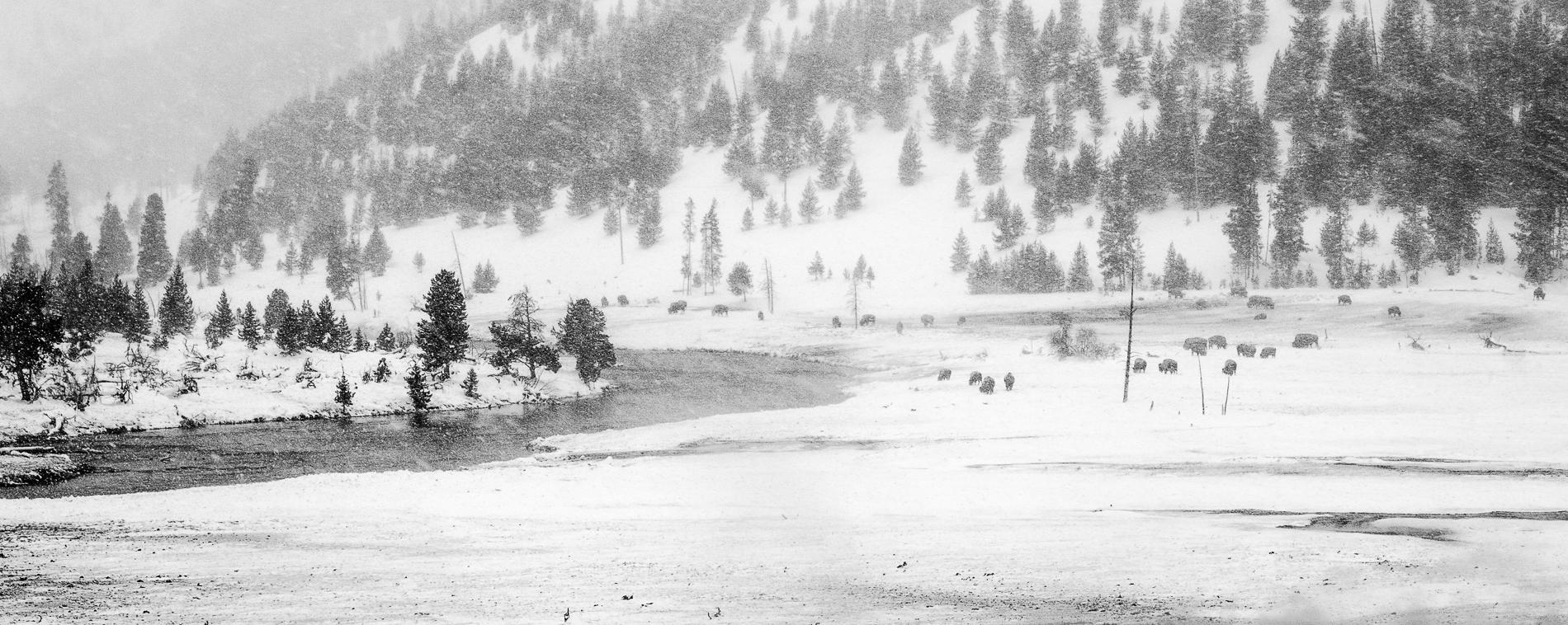 Buffalo Along Madison River, Yellowstone National Park