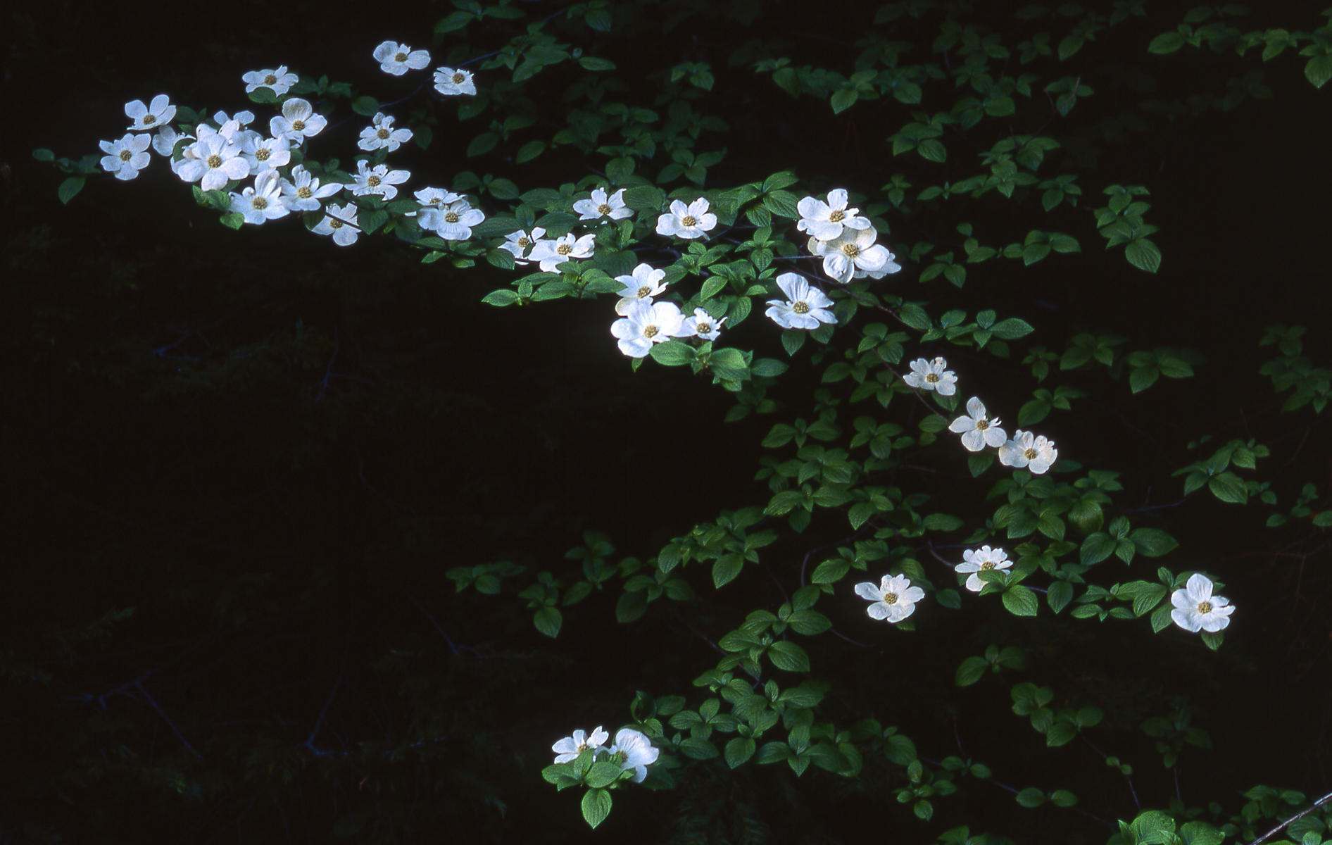 Dogwood Blossoms, Yosemite National Park