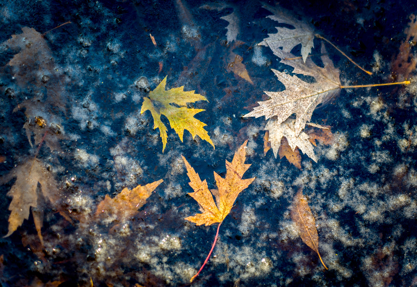 Autumn Leaves 7