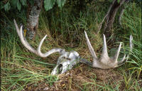 © All photographs copyright Timothy Floyd