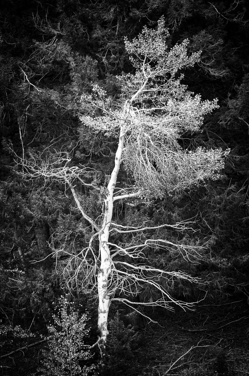 Aspen Tree, Idaho