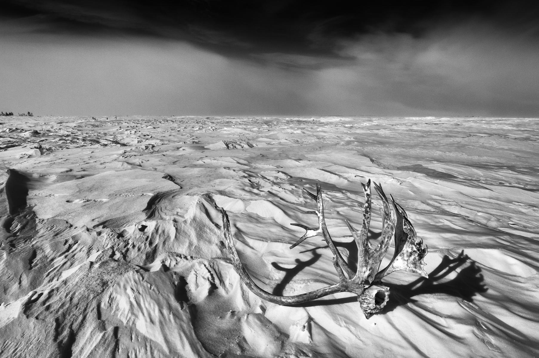 Arctic Tundra, Manitoba