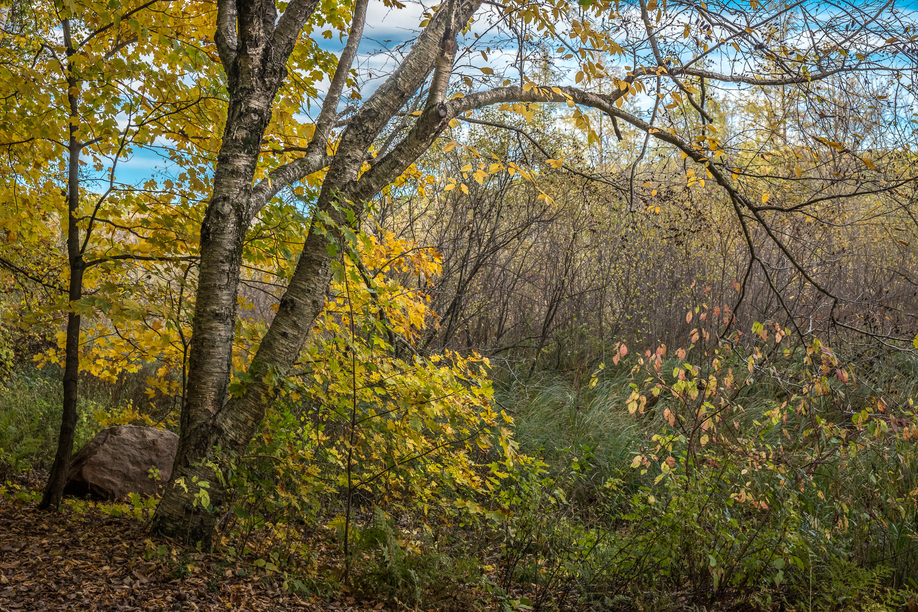 Ash Tree, University of Minnesota Arboretum