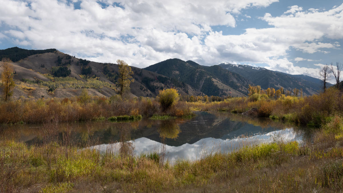 Beaver Pond