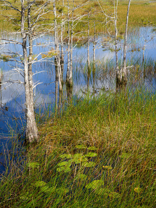 Everglades