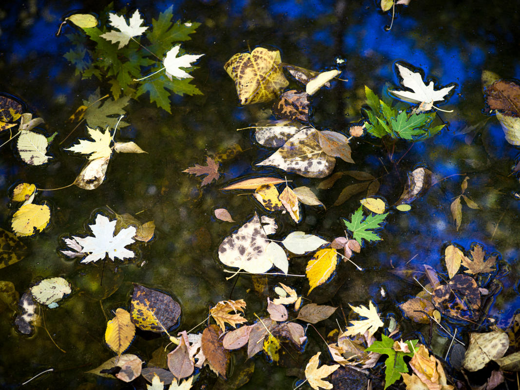 Autumn Leaves 12