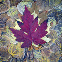 © All photographs copyright Timothy Floyd