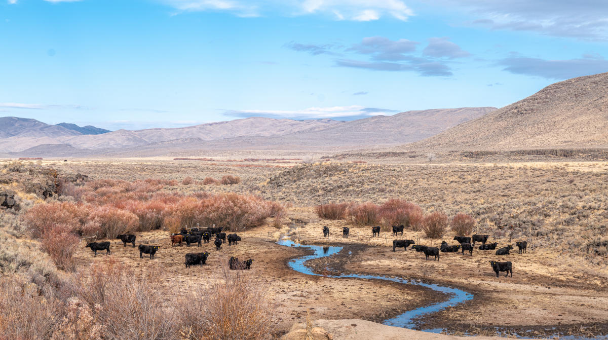 Camas Prairie