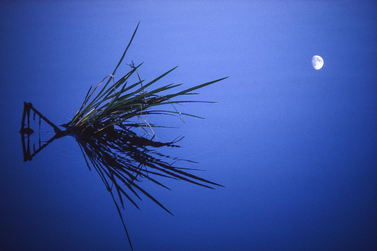 There was a brief period of time, during my senior year in medical school when the pressure had lessened, that I began to experiment with abstract photography again.  This was a lake at my apartment complex, a dragon fly on a palm frond that reminded me of the Jimi Hendrix song, Spanish Castle Magic.  But it needed something else.  I had just traded my old camera gear for a Nikon FE, that had double exposure capability.  I made the exposure of the palm frond then turned the camera to the afternoon sky to make an exposure of the moon, which is a daylight exposure so I did not need a tripod.  This image reflects what I felt.