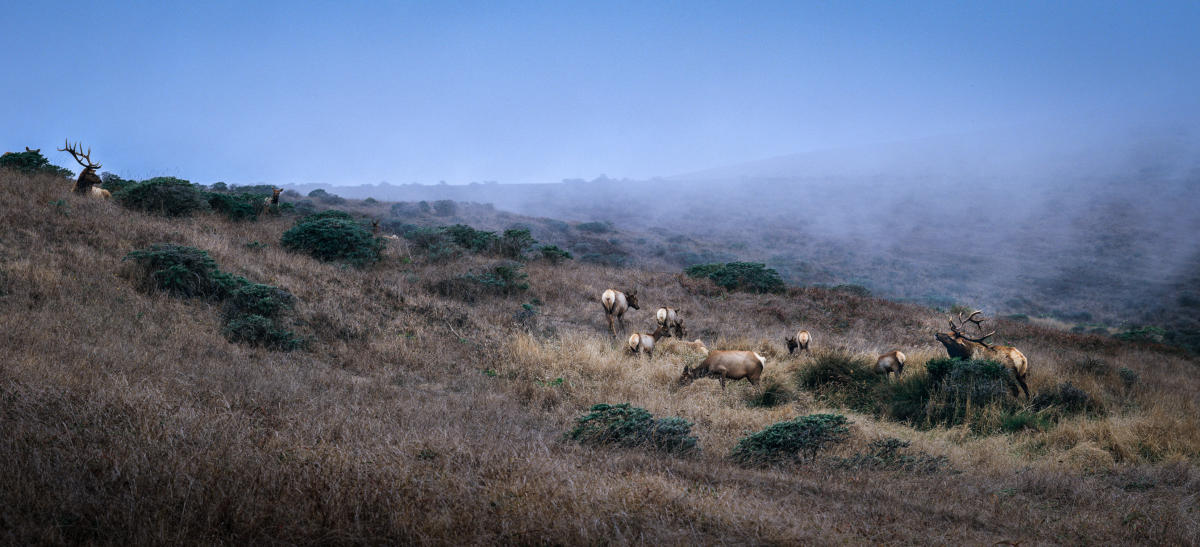 During my residency, even though it consumed most of my time, I did find time to photograph.  We lived in the San Francisco Bay Area and I would go to either the mountains or up the coast.  Point Reyes was a favorite destination.  I had my view camera with me this day when I spotted these elk.  I remember at first thinking I wish I had my Nikon, because you can't photograph wildlife with a view camera.  But then I thought why not give it a try.  I walked through a draw that brought me to a small hillock overlooking them.  The ocean in the background was obscured by the fog.  They didn't stir, which amazed me.  Setting up a view camera is a cumbersome process and I felt sure they would move, but they didn't.  They allowed me to make several exposures and I will be forever grateful.