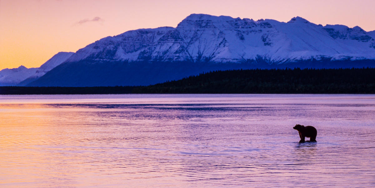 I still don't believe this photograph.  It was about 10 pm in September in Katmai National Park.  I had just eaten and only had my Leica R6 with a 60mm lens on me as I sat outside watching the last light, when this bear walked into the scene.  Nak Nek lake is very shallow at this spot and she was feeling for salmon carcasses.  I set as slow a shutter speed that I felt comfortable with, opened the aperture to f/2.8 and rested the camera on my knee.  The film speed was ASA (ISO) 50, so it was going to be a long exposure.  Just as I got ready to make an exposure she paused and looked up, as if to ponder the beauty of it all.  I made the exposure.  This won Best of Show in a national competition judged by Art Wolfe, who handed the award to me on stage in a ceremony in Seattle.  

It was also the first time I used digital manipulation, since the competition allowed it.  They wanted digital submissions, which was new to me, so I had it professionally drum scanned and bought a relatively new software program called Photoshop to prepare the "file" to the required specifications.  The original slide had only 5 stops of latitude, which washed out the sky and cast deep shadows.  I was able to lift the shadows a little and restore color in the sky.  Even so, I felt guilty about it and was sure the Truth Police were going to come get me.  But nothing was created that wasn't already in the scene, just beyond the capability of film to record.  This photograph reflects my particular ethic about landscape and wildlife photography, that the image should faithfully record what I saw, within the limits of the medium.  The beauty is in Nature, not in the software.  And since I'm partially color-blind, the colors may seem a little off because my red deficiency causes me to crank warm colors too much for normal sighted viewers.  