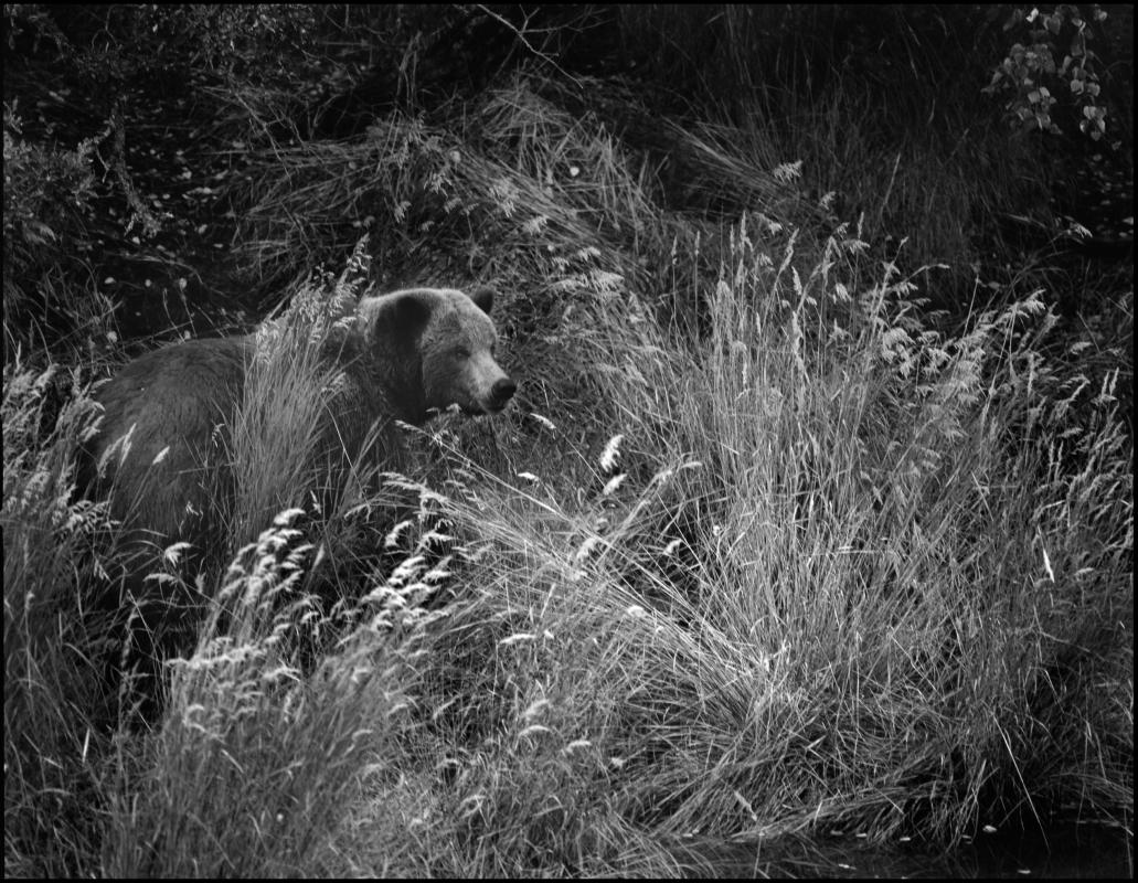 Female brown bear, Katmai National Park