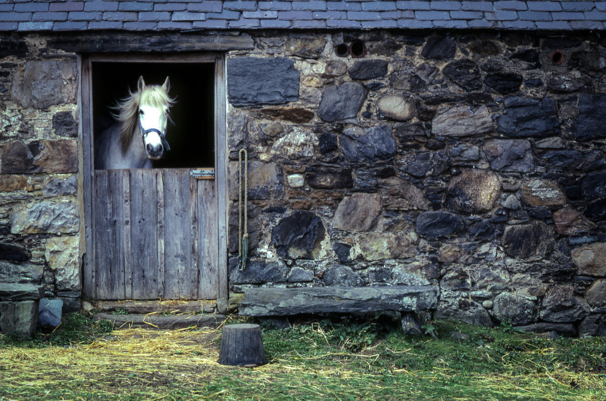 Horse, Scotland, near Loch Ness