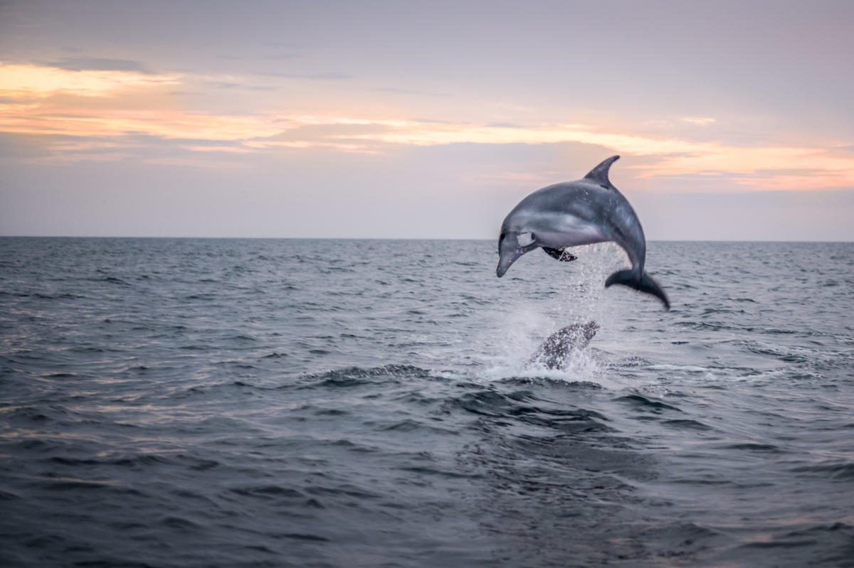 This photograph represents to me the quiet realization of a goal I did not know I was seeking.  It happened in October 2018.  This is a bottle nosed dolphin in the Adriatic Sea near Rovinj, Croatia.  We were out on a boat when these dolphins began to jump right next to us at dusk.  Again, I did not have a motor drive - I just watched carefully and waited and I let my heart decide when to make the exposure.  Had I not had the experience in Katmai, I probably would still have been "shooting" with a long lens and motor drive and I absolutely would not have made a single image of a dolphin.  This was made with a 75 mm normal lens on a Leica M10 rangefinder camera.  But that was just the tool.  The image really was made in that moment of suspension of thought.  In his book "The Photographic Life," Sam Abell recounts the advice given him by another Zen master of archery.  "Don't aim."  Here I set the aperture wide open and a shutter speed of 1/125 sec.  I've had a similar experience in surgery before where all landmarks are lost and you just have to let go, trust intuition.  Let something greater than yourself guide you.