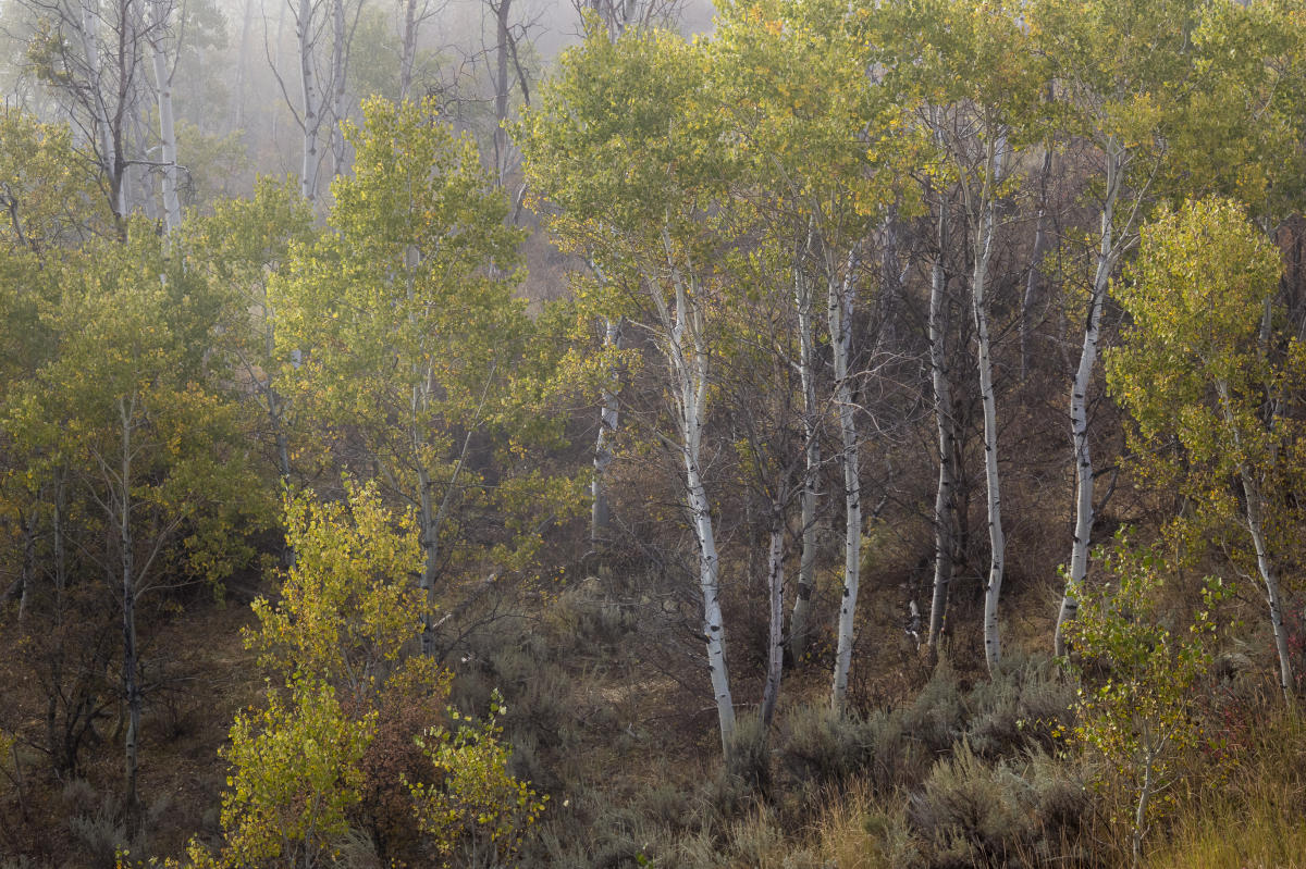 Even though they are completely different subjects, in retrospect I notice that my eye tends to see things in a similar way.  This photograph is similar to most of the prior photographs in this series, and to many of the photographs that follow, so I grouped these together to highlight the similarities.