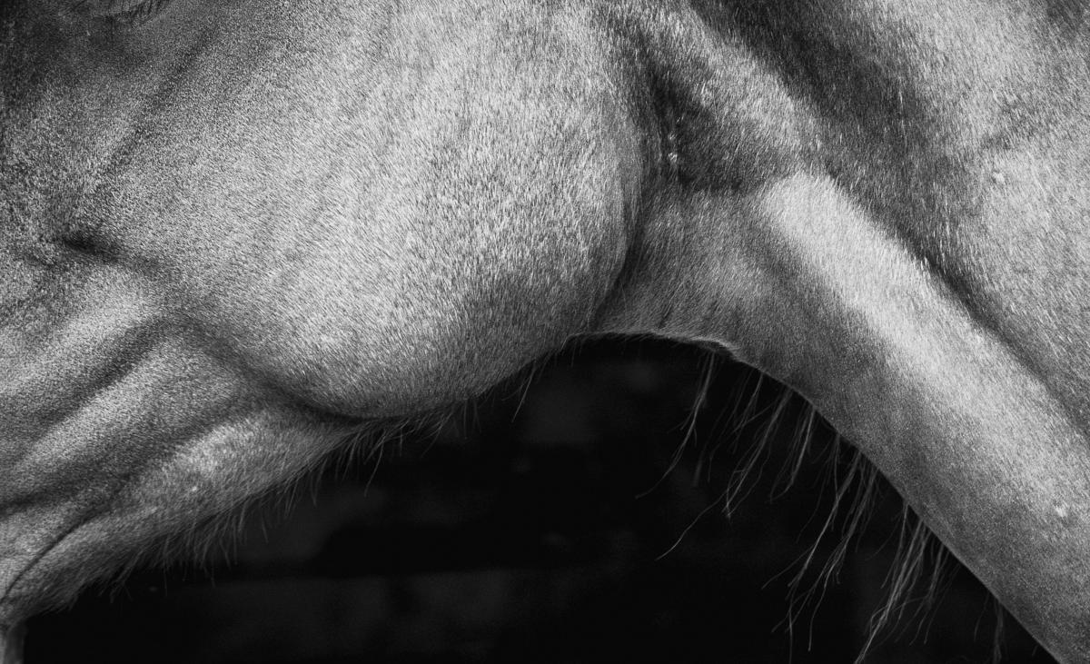 We live on a small ranch in Idaho where we have horses, including a Budyonny mare named Raisa.  I usually carry my camera with me everywhere and one day in the barn I made a close photograph of Raisa's jaw.  I had been photographing horses for 30 years, but unlike most of my pictures this struck me as an abstract image of strength and I wanted to make more of such images.  I became obsessed with the project, spending hours each day over several weeks.  The sensual curves in the ambiguous images reminded me of Palouse landscapes, so I called the series Horsescapes.  Brooks Jensen published it in LensWork and in 2020 it won a silver medal in the P3 competition.  