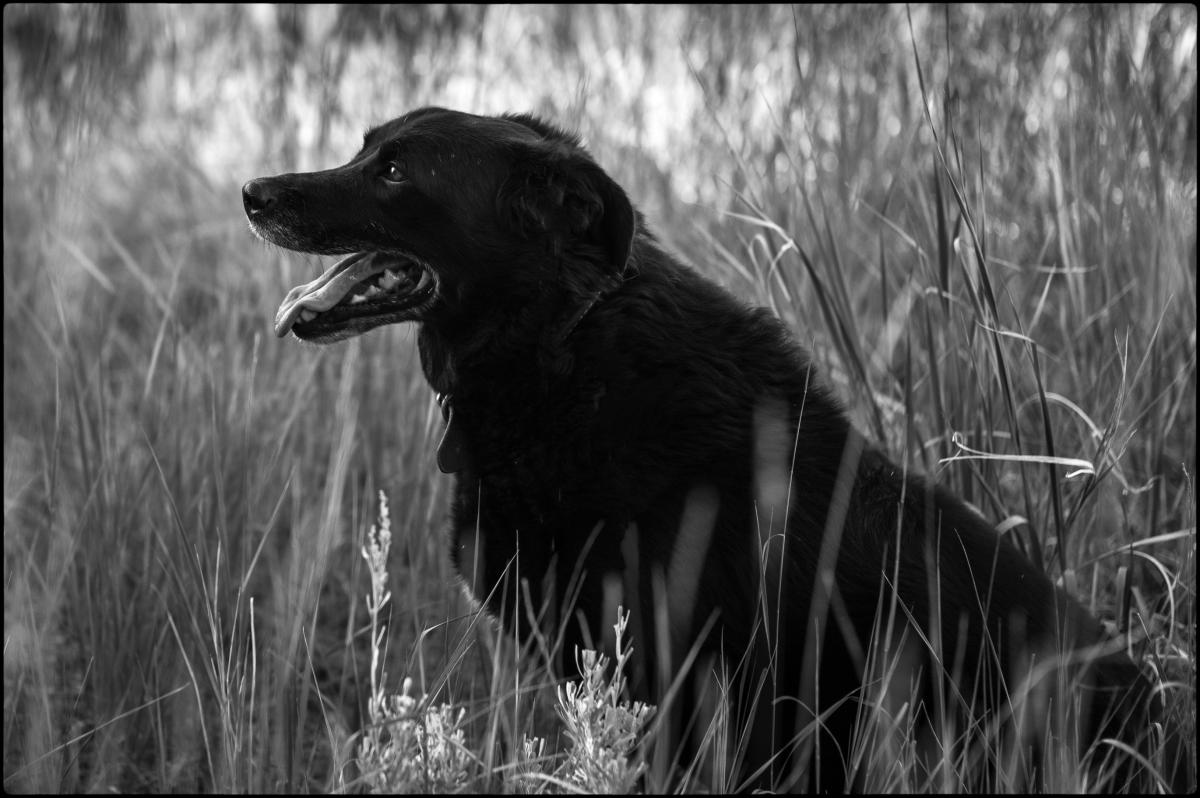 Cody loved to go everywhere with me, especially photographing.  I was engrossed in trying to photograph a grove of aspen trees without much luck when I turned around and saw him patiently waiting for me.