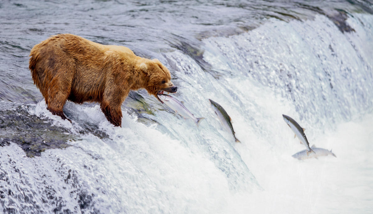 I made many trips to Katmai, in summer and fall.  I was probably initially drawn there because of a photograph that Tom Mangelson made of a bear catching a fish at this spot, Brooks Falls.  Like many photographers, I wanted to make that picture myself.  I'm not sure what drives that desire - to make a photograph that someone else has made - but luckily I am over it now.  The Park Service built an observation stand to view this spectacle and it quickly fills with photographers standing shoulder to shoulder with motor drive and long lens, shoving each other for the best angle.  I fell into this pattern myself, burning through countless rolls of film at 6 frames per second (which was fast then).  But it was never satisfying and I never got a good image.  One year I decided to forego the big lens and the motor drive.  I took my Hasselblad, framed the image, put the mirror up, then waited with my thumb on the cable release until the right moment.  I watched many fish jump without making an exposure.  It's very quick, the jumping and the catching.  Then it all seemed to come together and I could feel, in a fraction of a second, that this composition was going to be good, yet I did not consciously trip the shutter because, if I had, it would have already been too late.  It happened and then I cranked the film.  This taught me a great lesson about intention and anticipation in photography.  It was an early lesson in letting go and becoming mindless.