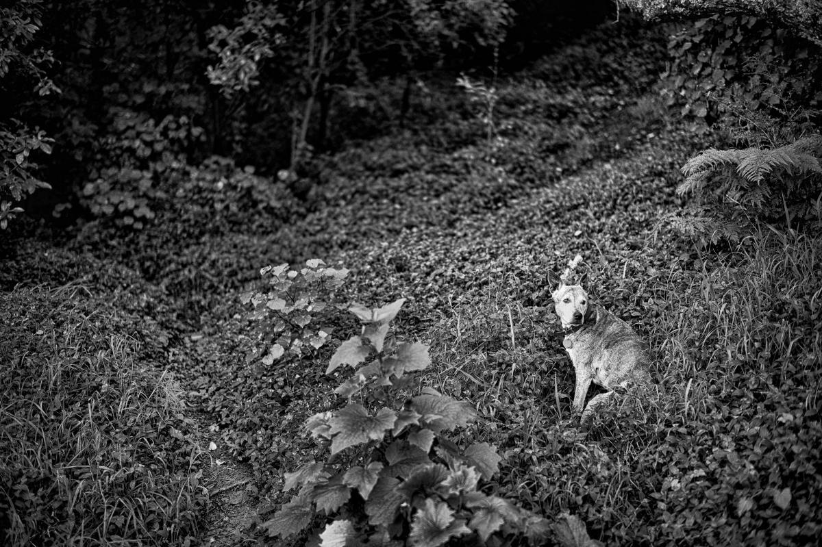 This dog reminded me of the famous photograph by Wynn Bullock, "Child in Forest, 1951," (Barbara Bullock) that was a centerpiece in Steichen's Family of Man.  Takarunga, New Zealand.